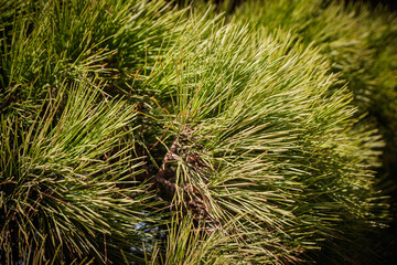 Close-up texture of green pine needles on a tree branch. The long, sharp needles are densely packed, creating a natural pattern of evergreen vegetation.