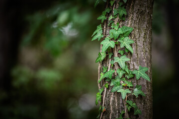 Selective blur on Green ivy, common ivy(Hedera helix) vines climbing up the rough bark of a tree trunk. The parasitic plant attaches to the wood with its distinct lobed leaves.