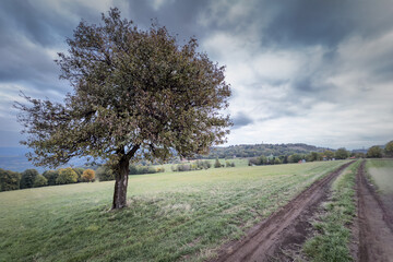 Panorama featuring a lone tree on the slopes of Vrh Rajac in Serbia, wide meadows and distant ridges. Rajac is a mountain of Sumadija, part of dinaric alps, a serbian natural touristic destination
