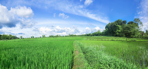 Lush rice paddy field under bright blue summer sky. Green farmland panorama with path and fresh countryside air. Vibrant rural rice plantation landscape with scenic cloudscape.  © Joko