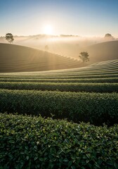 Tea plantation bathed in the soft glow of sunrise, with rolling hills and morning mist creating a serene landscape