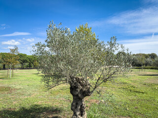 A young olive tree (Olea europaea) growing in a green field under a blue sky. The solitary tree stands in a grassy meadow surrounded by a rural landscape.