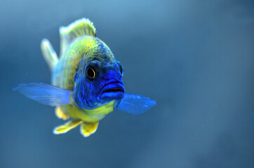 blue parrot fish
