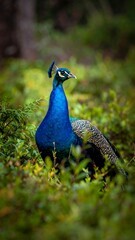 Obraz premium Stunning male bird with vibrant blue plumage poses amid lush greenery
