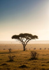 Acacia tree silhouette in the African savanna during sunrise, symbolizing nature and tranquility