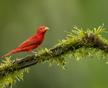 Summer tanager with good eye-contact 