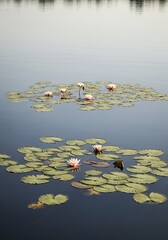 Tranquil Water Lily Pond Scene with Delicate Pink Blossoms Floating on Rippling Dark Water