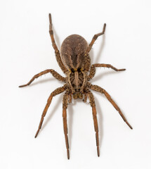 Hogna radiata is a species of wolf spider. Female.