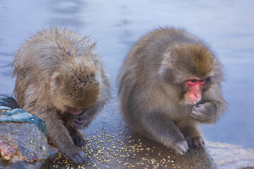 Fototapeta premium 日本の風景・冬 長野県 地獄谷野猿公苑のニホンザル（スノーモンキー）