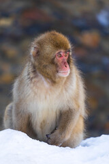 Naklejka premium 日本の風景・冬 長野県 地獄谷野猿公苑のニホンザル（スノーモンキー）