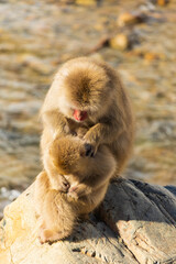 日本の風景・冬　長野県　地獄谷野猿公苑のニホンザル（スノーモンキー）
