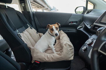 Jack Russell Terrier Dog in a Special Car Seat. 