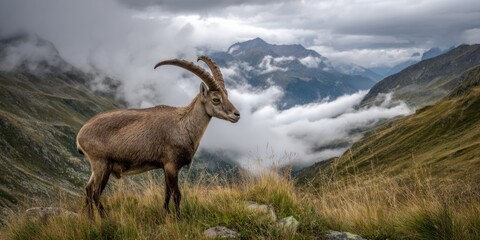 Obraz premium Mountain goat standing on a hillside with mountains and clouds in the background
