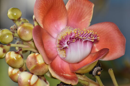 A macro or close-up of stamens and staminodes in Cannonball Tree flower scientifically known as Couroupita guianensis, in Trinidad and Tobago.