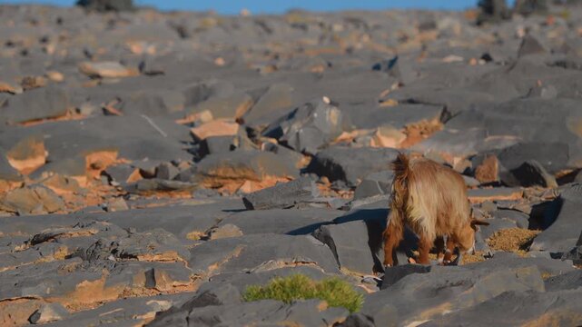 A close-up shot of a feral goat walking and foraging for food in a vast, rugged, rocky desert landscape under a clear blue sky in Wadi Bani Khalid, Oman.