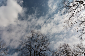 Sky, clouds and branches in sunny day