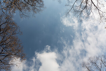 Sky, clouds and branches in sunny day