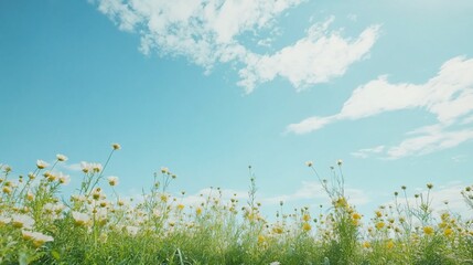 Serene floral meadow under a bright blue sky filled with fluffy clouds