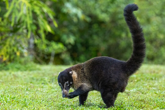 White-Nosed Coati 