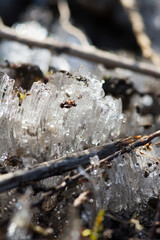 冬の寒い朝の霜柱
