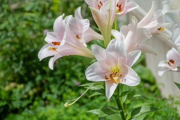 雨上がりのピンクのユリの花
