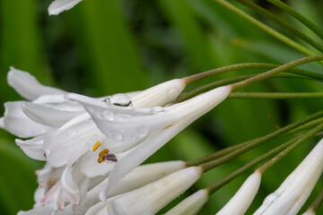 雨上がりの滴をのせた白いアガパンサス

