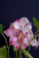 黒背景のピンクのアルストロメリア
