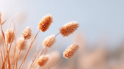 Obraz premium Soft golden grass swaying gently in the sunlight with a serene blue backdrop creating a tranquil nature scene for peaceful countryside landscapes