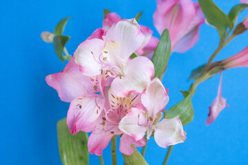 青背景のピンクのアルストロメリア
