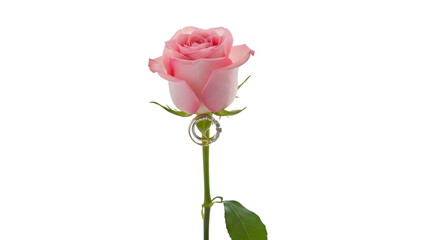 Fototapeta premium Pink rose isolated on transparent background fresh flower image