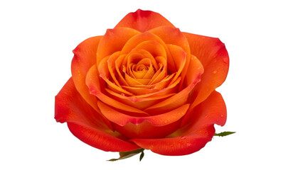 Vibrant orange rose isolated on transparent background for design use