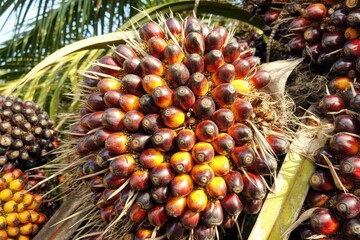 Palm Oil Tree Fruit