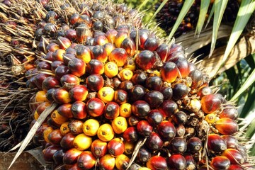 Palm Oil Tree Fruit