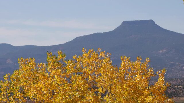 Cerro Pedernal, a distinctive northern New Mexico landmark, is set off by dramatic yellow autumn leaves