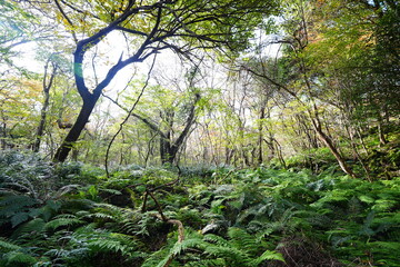 Fototapeta premium wild forest in the autumn sunlight