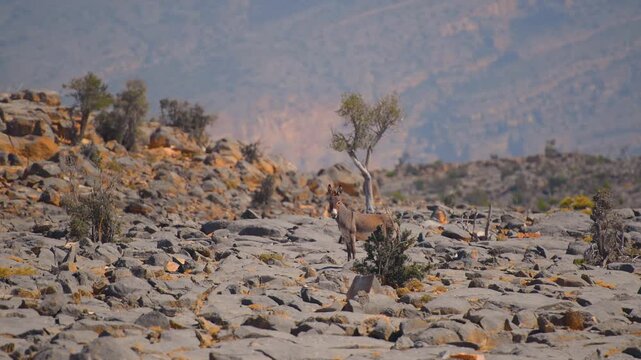 Footage of the stunning, arid landscape of Wadi Bani Khalid in Oman, featuring rugged rock formations, small green shrubs, and a wild Arabian tahr (or similar wild goat/ibex species) in its natural ha