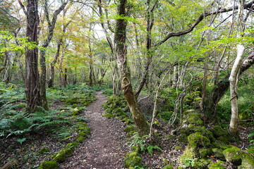 Obraz premium autumn path through old wild forest