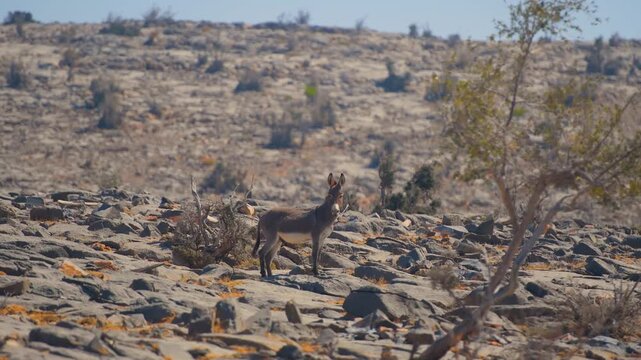 Footage of a wild antelope, possibly a Klipspringer, standing on the rugged, rocky terrain near Wadi Bani Khalid in Oman, with sparse desert vegetation under a bright sky. The area is known for its st