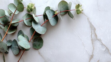 Eucalyptus leaves on marble background minimalist composition top view