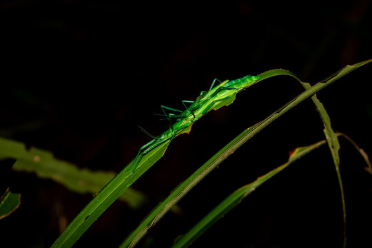 Two vivid green peppermint stick insects, well camouflaged as they mate on a pandanus leaf, in this low key photo taken in the Daintree Rainforest in tropical North Queensland, Australia.
