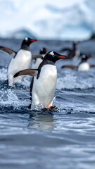 Obraz premium Group of Gentoo penguins wading through the water, splashing, with icy background