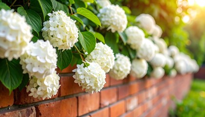 Close-up of lush white flower clusters cascading over a weathered brick wall bathed in warm sunlight