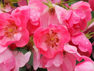 ピンクのつるバラ　アンジェラ