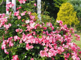 ピンクのつるバラ　アンジェラ