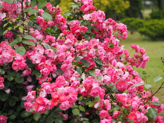 ピンクのつるバラ　アンジェラ