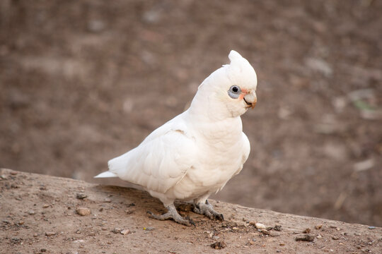 the little corella is looking for food