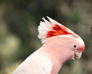 this is a side view of a Major Mitchell