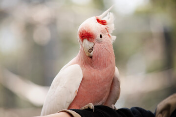 this is a close up of a major Mitchell