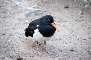 the pied oyster catcher is on the beach