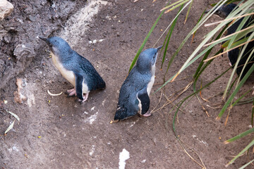 the penguins are watching out for danger